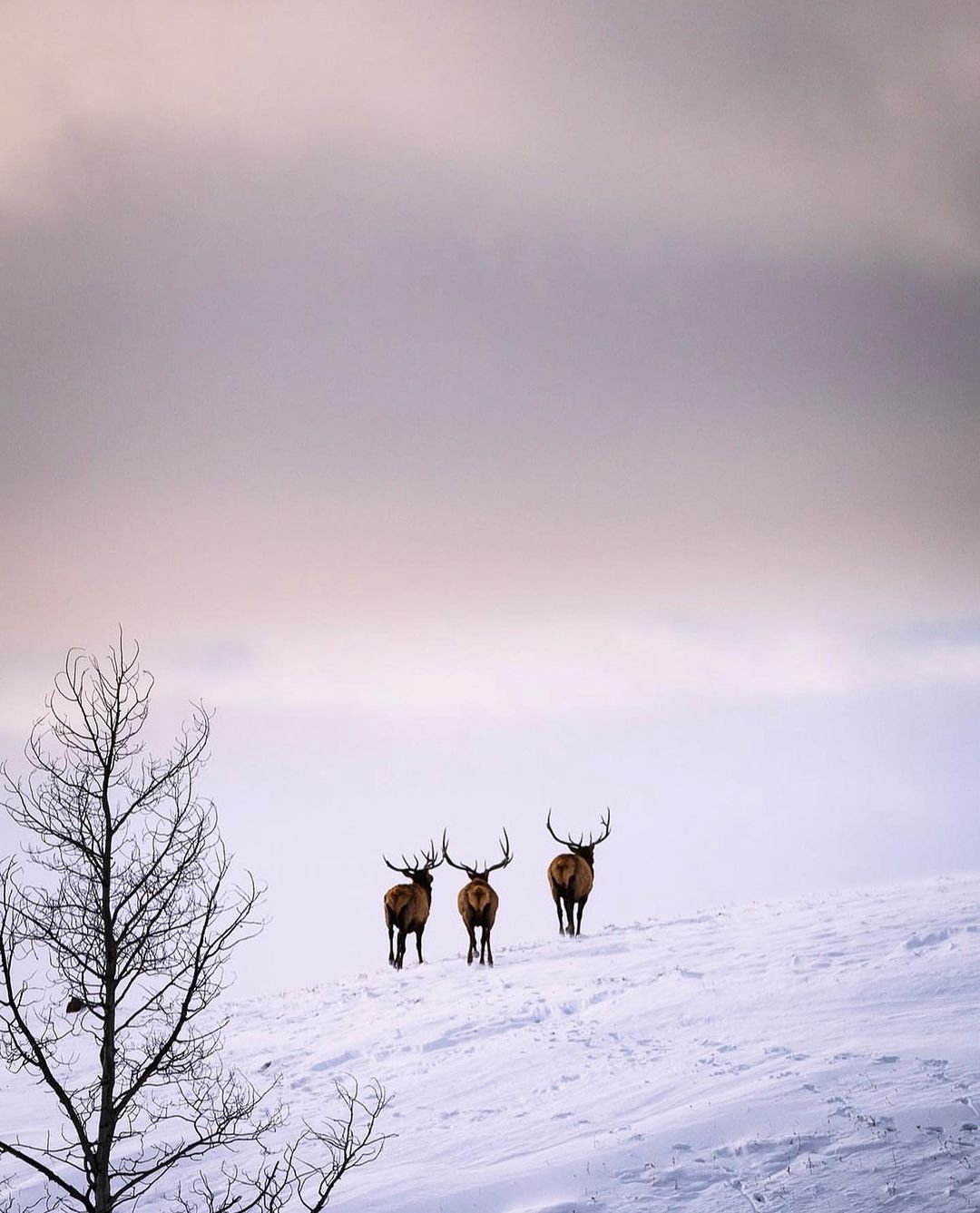 @stevendrakephoto with “So long winter”! 🦌 ❄️ 🏔️ The migrations get underwa...