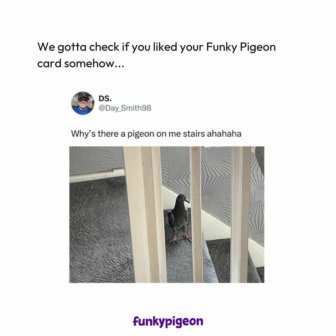If you see a pigeon in your house... mind ya business 😜⁣ ⁣ ⁣ #FunkyPigeon #F...