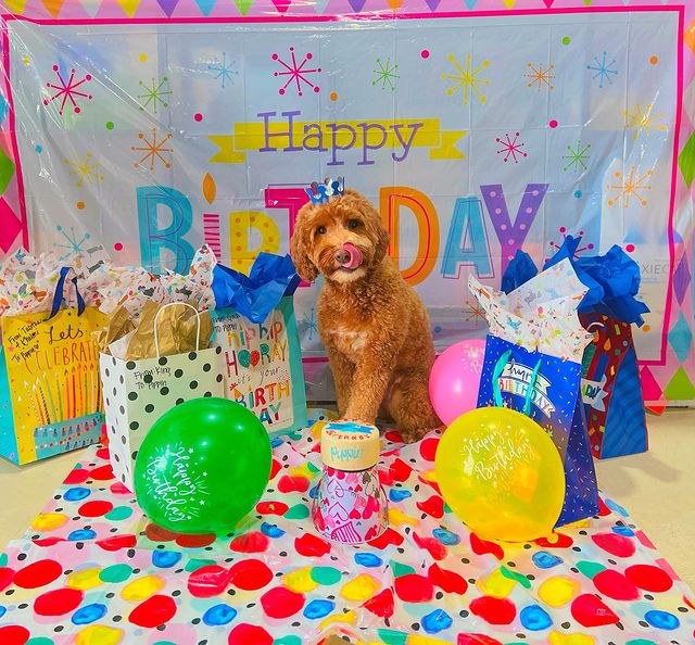 Happy 2nd Birthday Pippin!  #dogdaycare #dogparty #birthdayparty #birthdaycak...