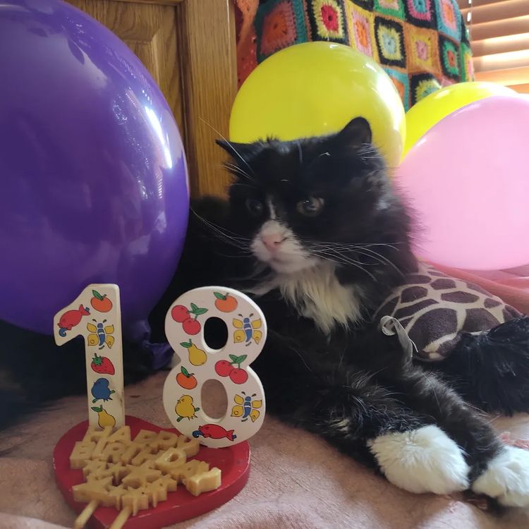 Les 18 ans ça se fête, joyeux anniversaire Vénus ❤️#chat #cat #mylove...