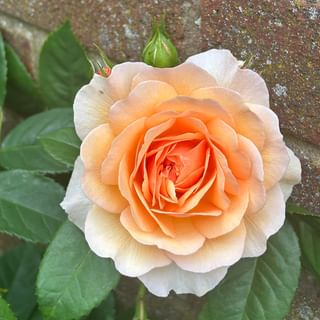 We have some beautiful roses in the garden at the moment, my favourite is the...
