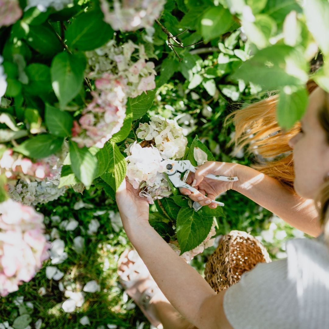 Das Trocknen von Hortensienblüten ist eine beliebte Methode, um ihre Schönhei...