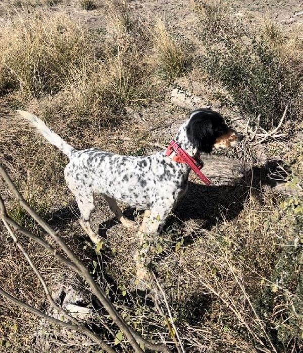 18-gauge Wire Upgrade - 1000' - Buy and Sell Hunting Dogs