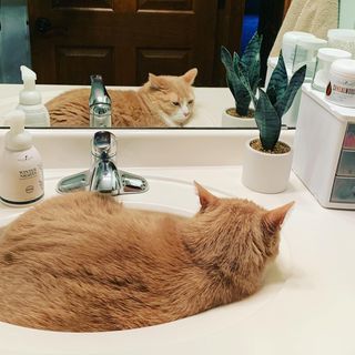 Monday Monday   Hope your day is as great as his 🐈 Oh my Gus   #sinkcat #chi...
