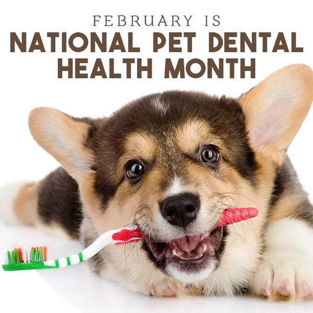 February is National Pet Dental Month. In celebration, we are offering 20% de...