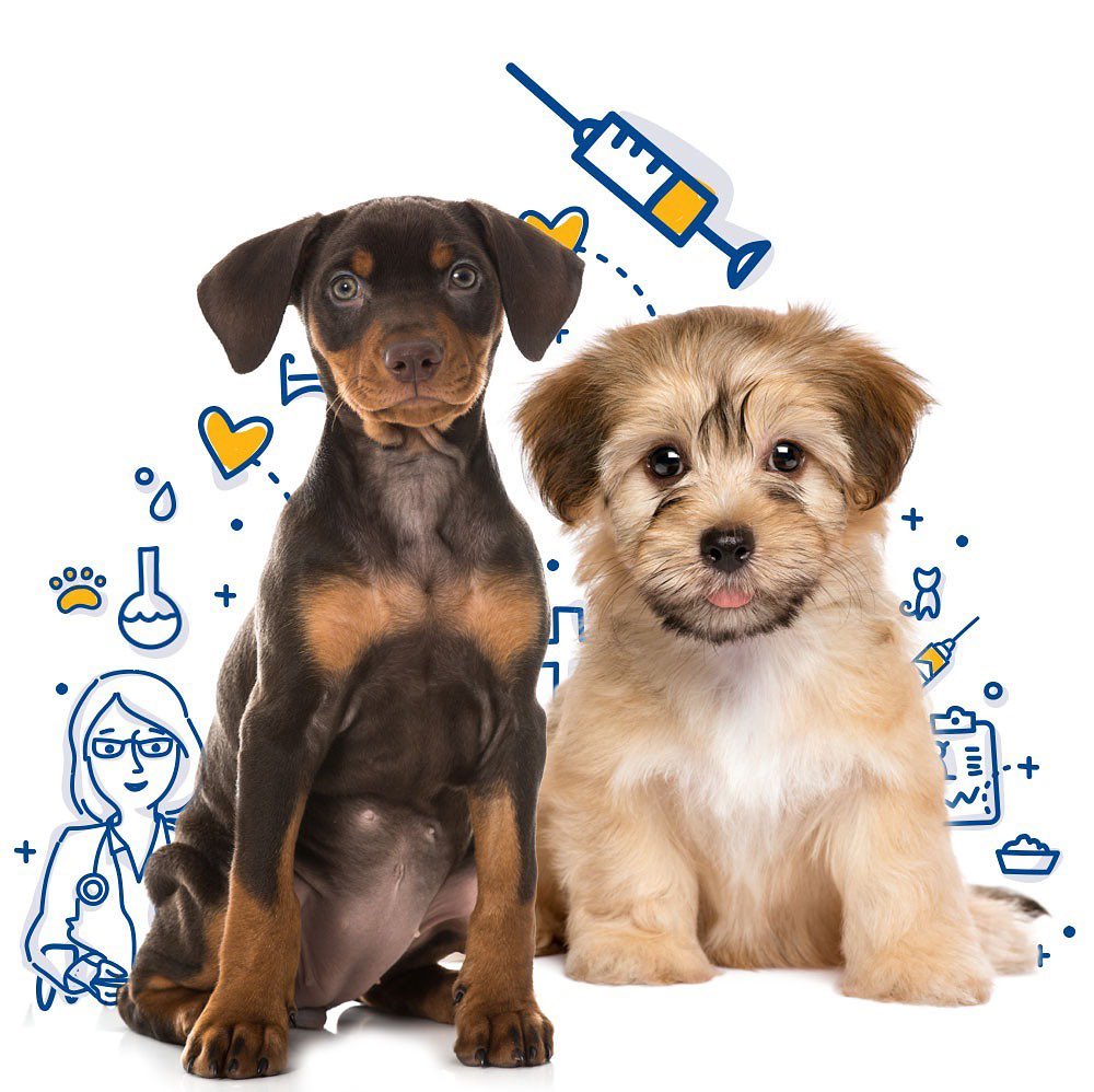 Wellness Wednesday’s: Martha Lake Vet Clinic is offering $5 off each vaccine ...