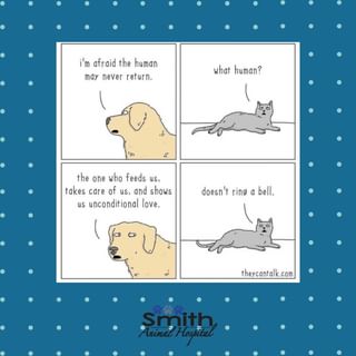 Happy #WEDNESDAY!! Are you a cat or dog person?😅🐶🐱  #Funny #CatsVsDogs #Sm...