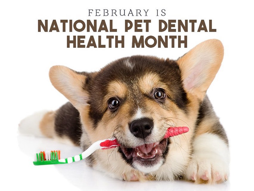 February was national pet dental month! We are offering 20% off on dentals fo...