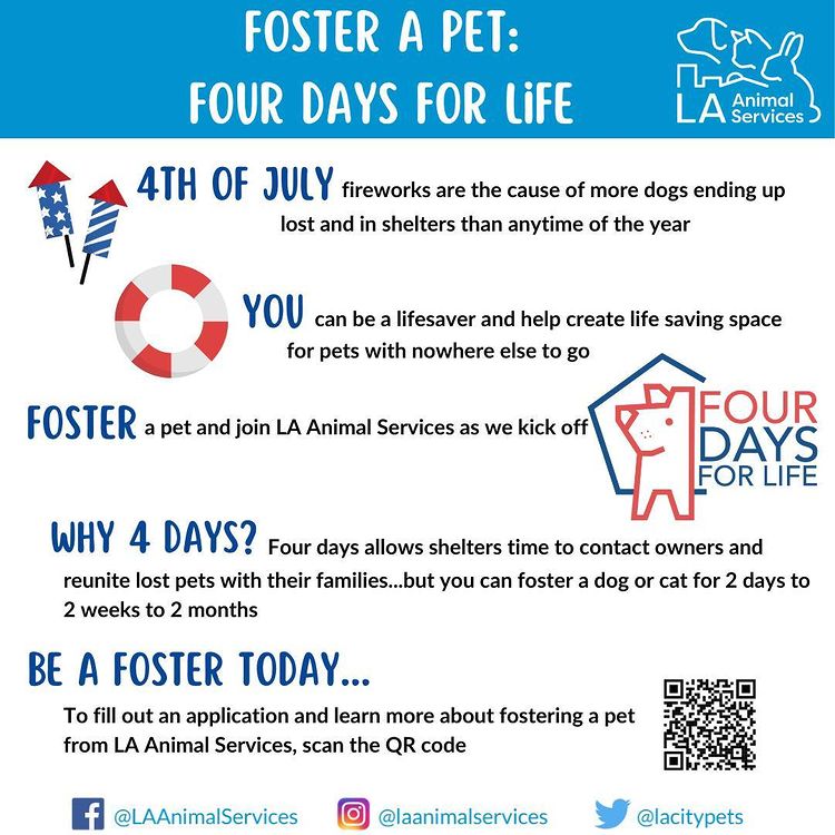 Want to help dogs in our shelters ahead of the 4th of July holiday but can't commit to adopting? Fostering is a great way to bring home a furry canine companion. ANY dog that leaves our shelters, even for a few days can help save lives. Start your foster journey: Four Days for Life.  When you foster, YOU help create life-saving space for animals with nowhere else to go while giving a dog a break from kennel life. 🐕 🐕  #foster #fourdaysforlife #lacitypets #4days4life #foster #4thofjuly #dogsofLA