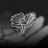 Profile picture of YorkshireCCC