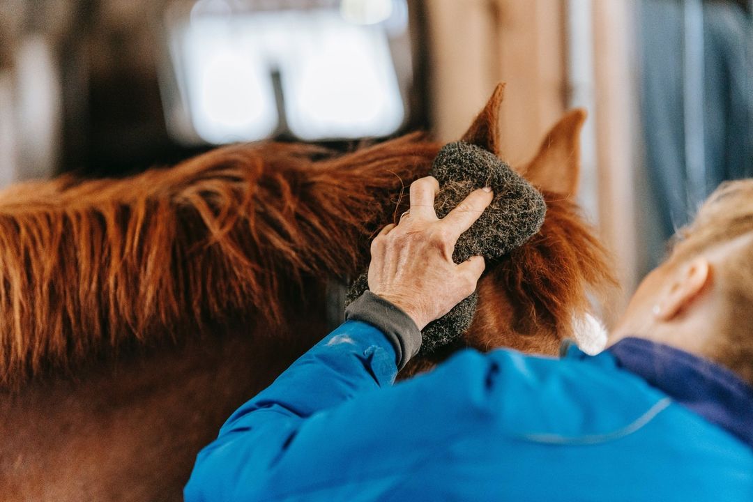 Not only is grooming your horse satisfying, but it also plays an important ro...
