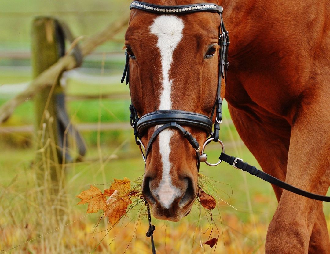 Like humans, a horse needs high-quality food to stay healthy for years to com...