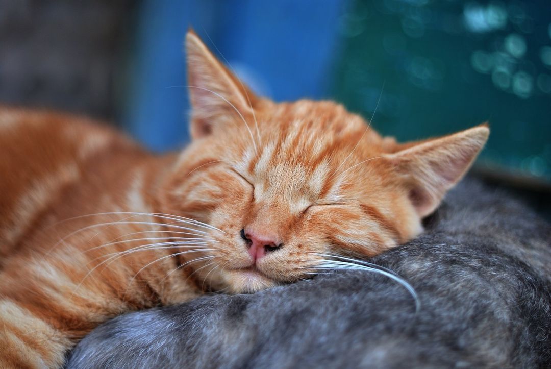 Did you know that our whiskered pals truly understand the art of relaxation b...