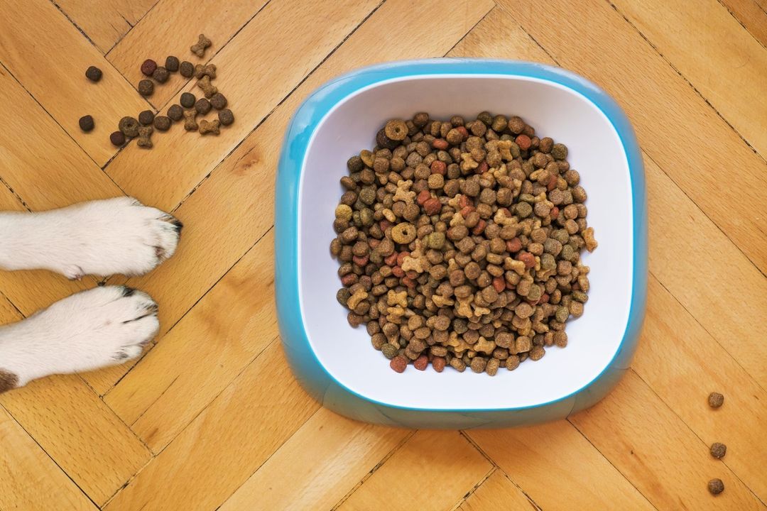 Have you suddenly noticed a change in your dog's appetite? It could be for so...