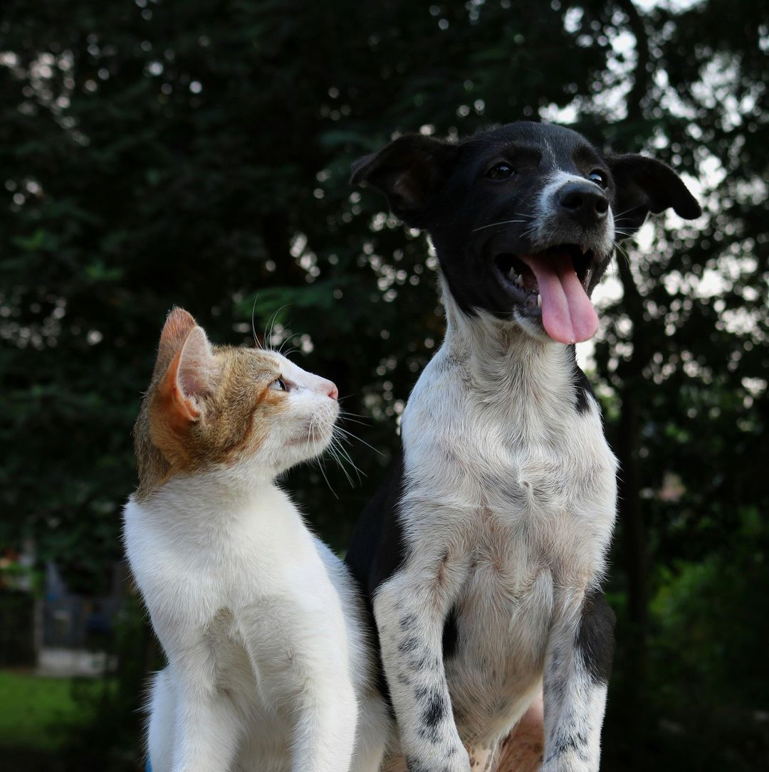Diabetes is something that commonly affects older cats and dogs. It can be ha...