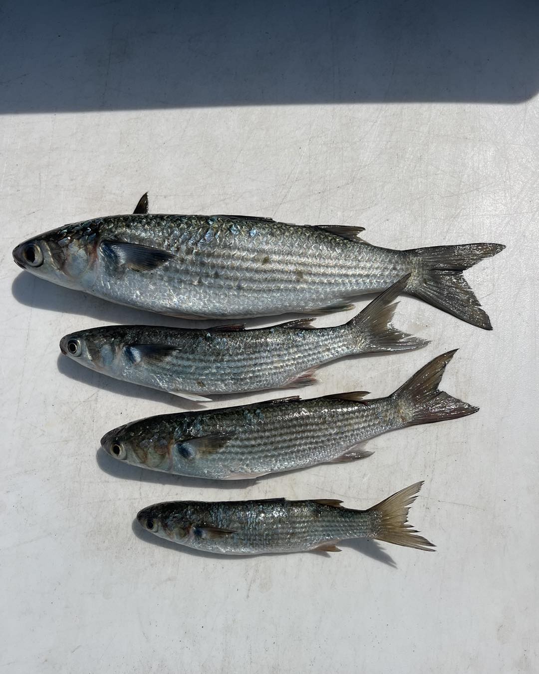 Captain Jot Owens' Southeastern North Carolina Fishing Report for
