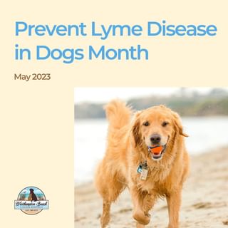 May is Prevent Lyme Disease in Dogs Month! At Westhampton Beach Animal Hospit...
