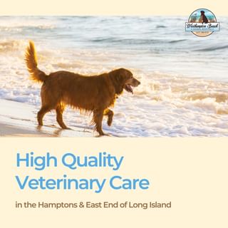 Providing top-notch veterinary care is our passion! 🐾✨ At Westhampton Beach ...