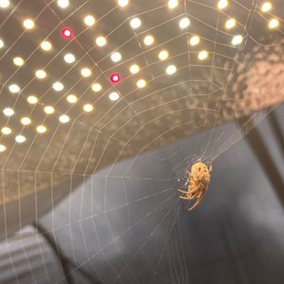 Spinne unter den Lichtern in der Jungpflanzenanzucht | Spider enjoying the li...