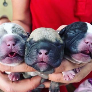Welcome, babies! 🖤 🐾  . . #puppygram #frenchbulldog #frenchiesofinstagram #...