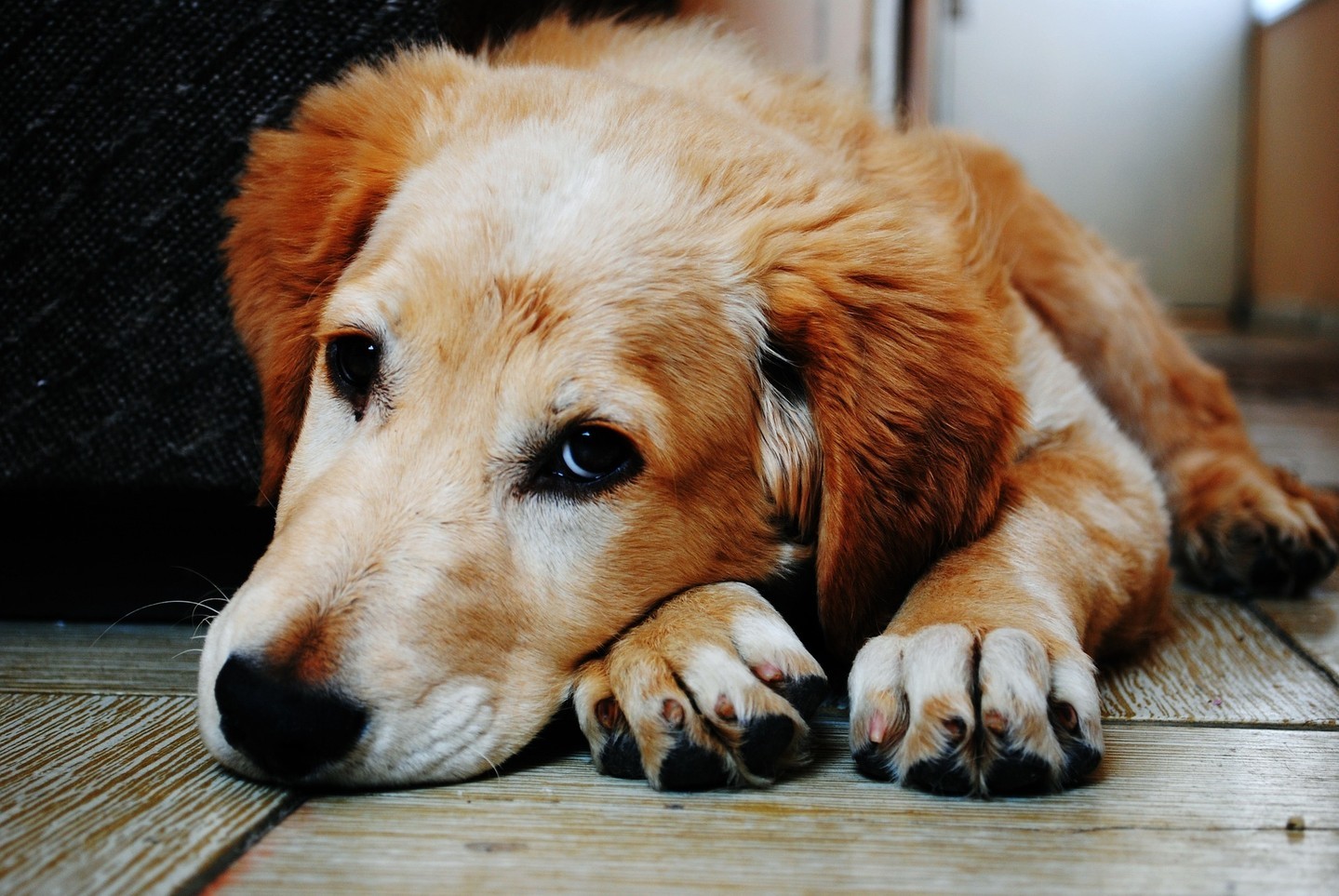 Recent studies have shown that animals can suffer from stress much like human...