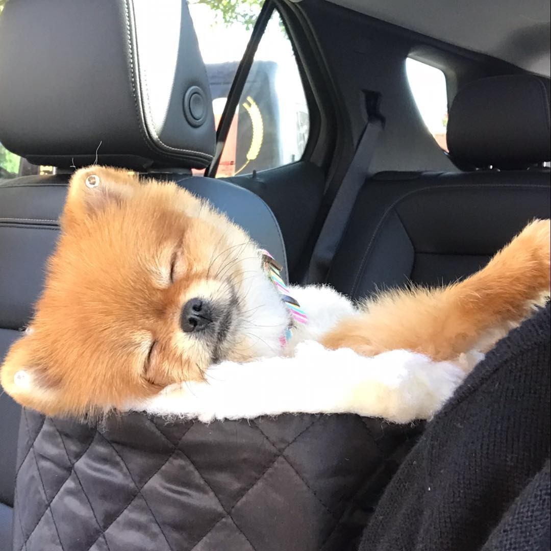 Snoozer Lookout 1 Dog Car Seat, Booster Dog Car Seat