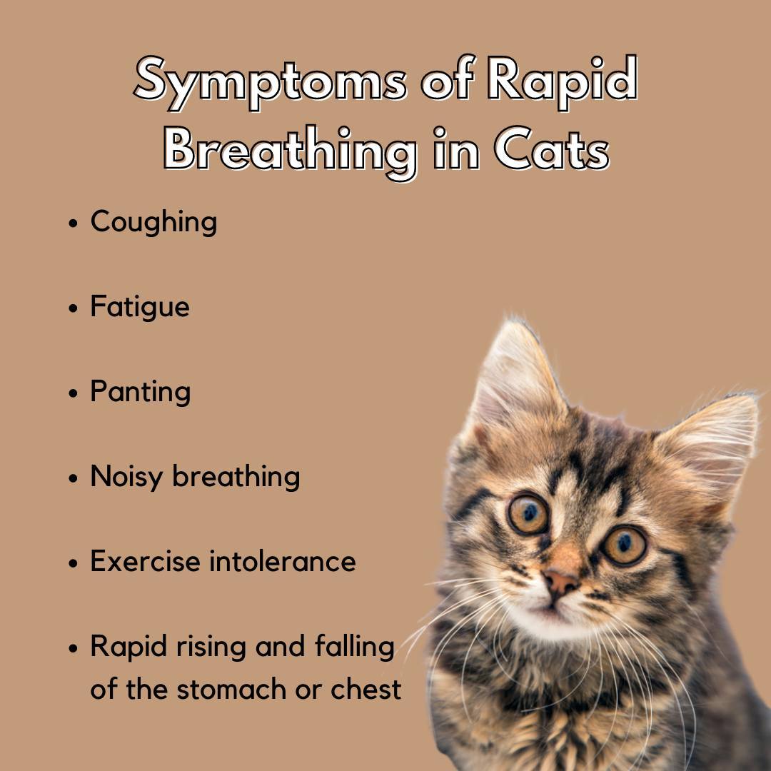 If your cat is experiencing rapid breathing, or tachypnea, these are a few of...