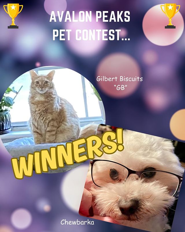 Congratulations to our Avalon Peaks pet contest winners!! Meet Gilbert Biscui...