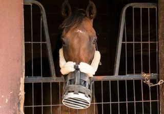 Preventing diseases in horses is a lot harder than you think. There's a lot o...