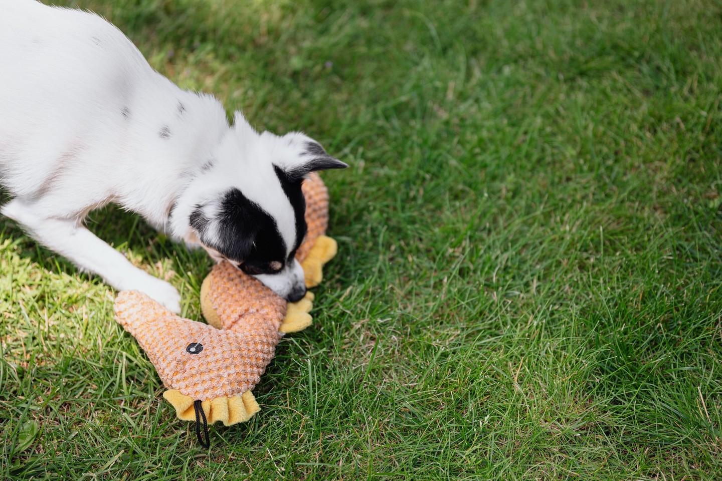 Enriching your dog with plenty of activities is a must, or they'll explore yo...