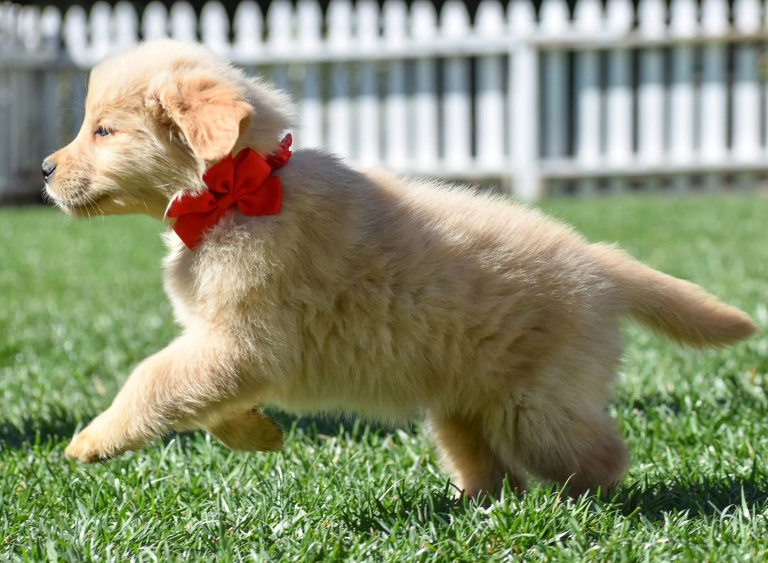 How often should i sales feed my golden retriever puppy