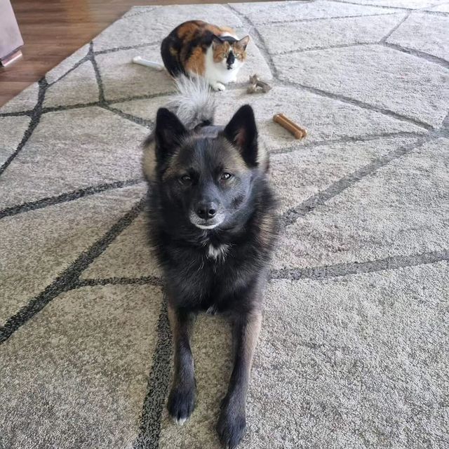 Brindabella pomsky deals