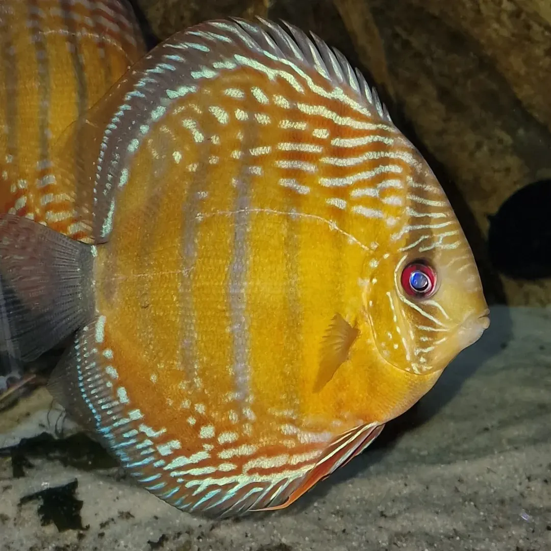 BLEHERs DISCUS VOL1+2 | Aquawildlife BLEHERs DISCUS VOL1+2 | Aquawildlife