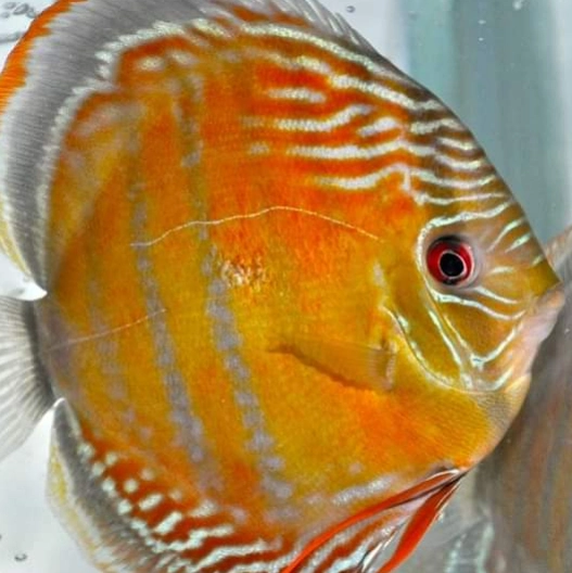 BLEHERs DISCUS VOL1+2 | Aquawildlife BLEHERs DISCUS VOL1+2 | Aquawildlife