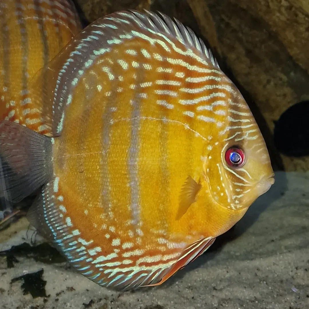 BLEHERs DISCUS VOL1+2 | Aquawildlife BLEHERs DISCUS VOL1+2 | Aquawildlife