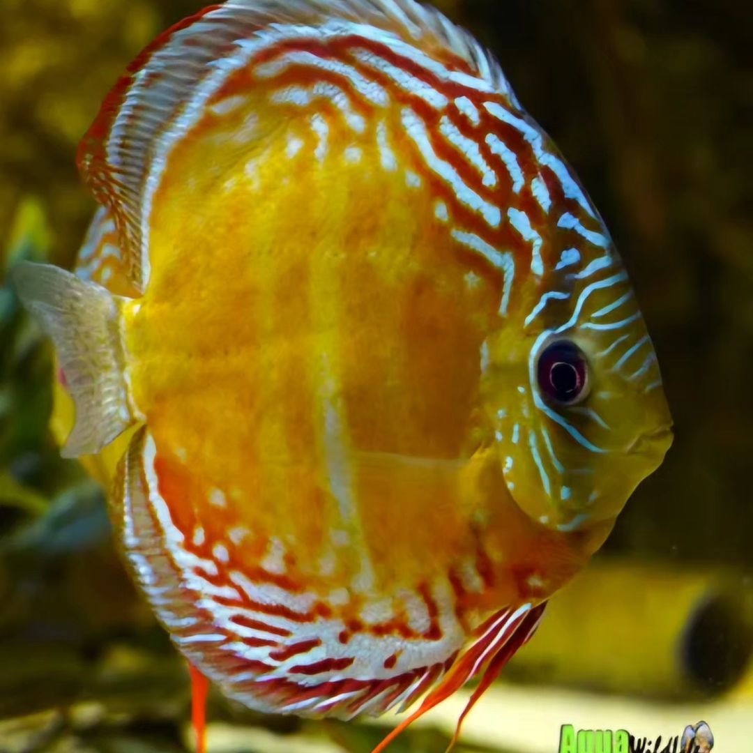 BLEHERs DISCUS VOL1+2 | Aquawildlife BLEHERs DISCUS VOL1+2 | Aquawildlife